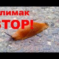 Від слимаків та равликів